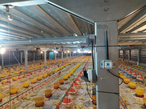 Solusi Internet Of Things (IoT) XL Smart Poultry Berhasil Tingkatkan Produksi Unggas 10